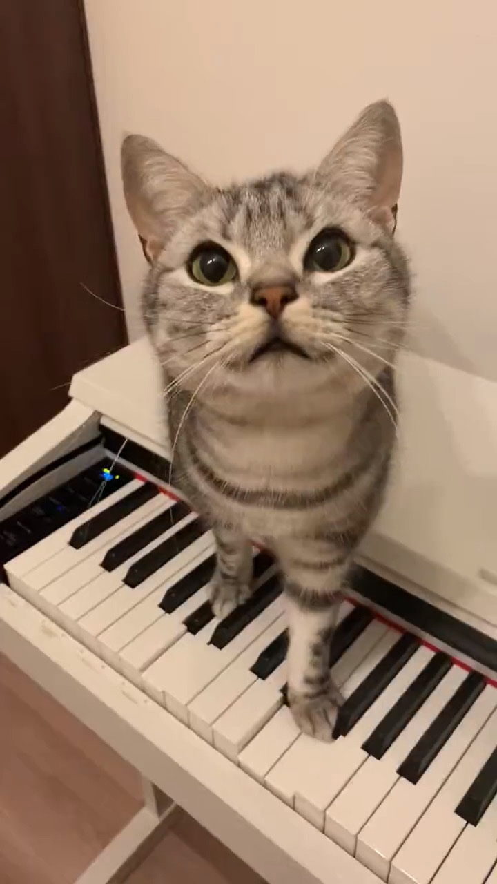 猫　鍵盤に乗る