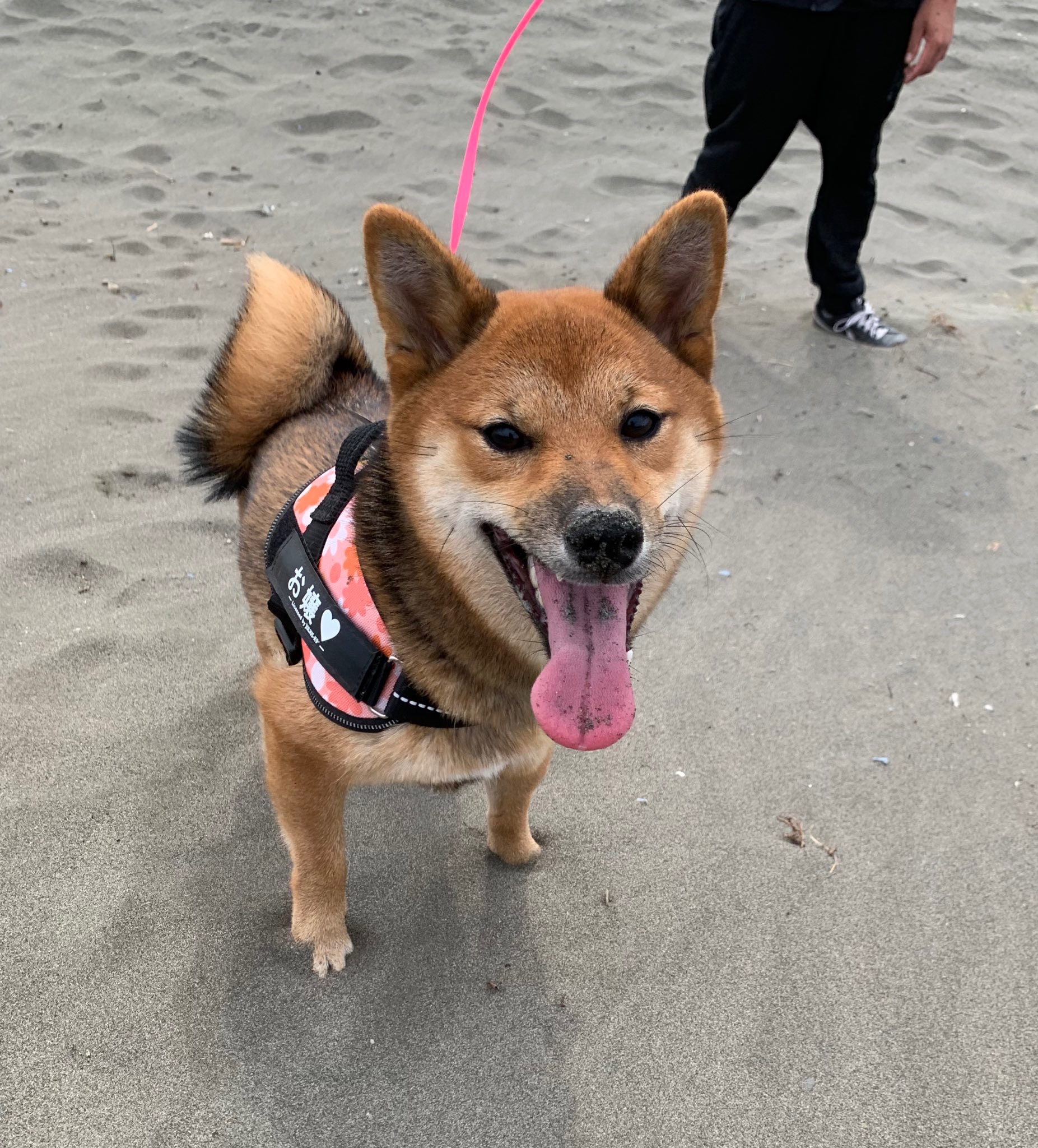犬　砂浜　散歩