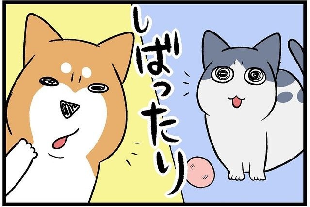 【漫画】第73話：飼い主さんに連れていかれた先には…。妹猫と初対面する柴犬さん【どんぐりちゃん】