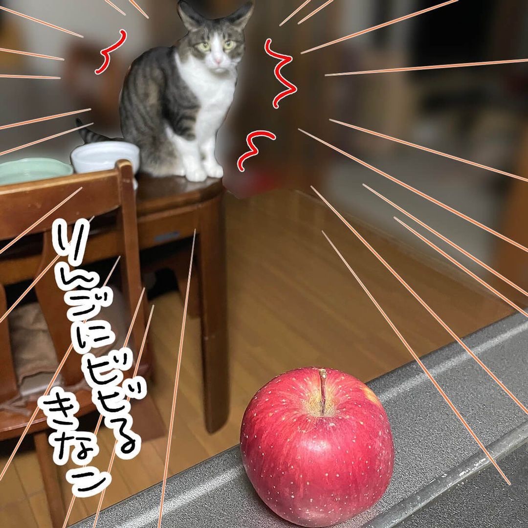 漫画　猫　りんご