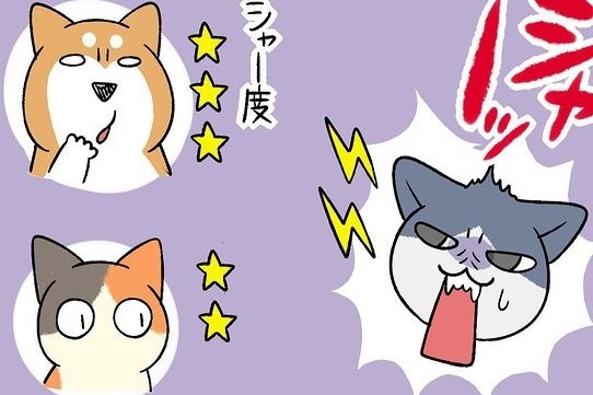 【漫画】第79話：新入り妹猫に”シャー”された！柴犬さんと三毛猫さんの反応が面白い♪【たんぽぽちゃん】