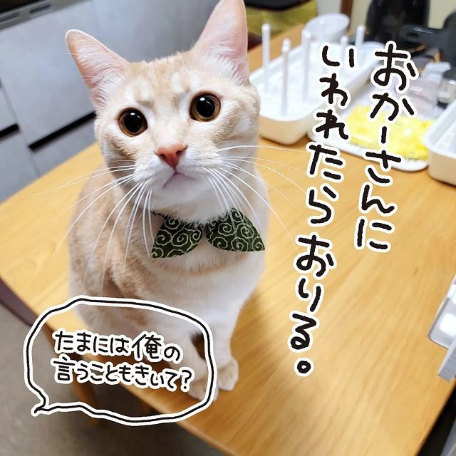 猫　聞かない　漫画