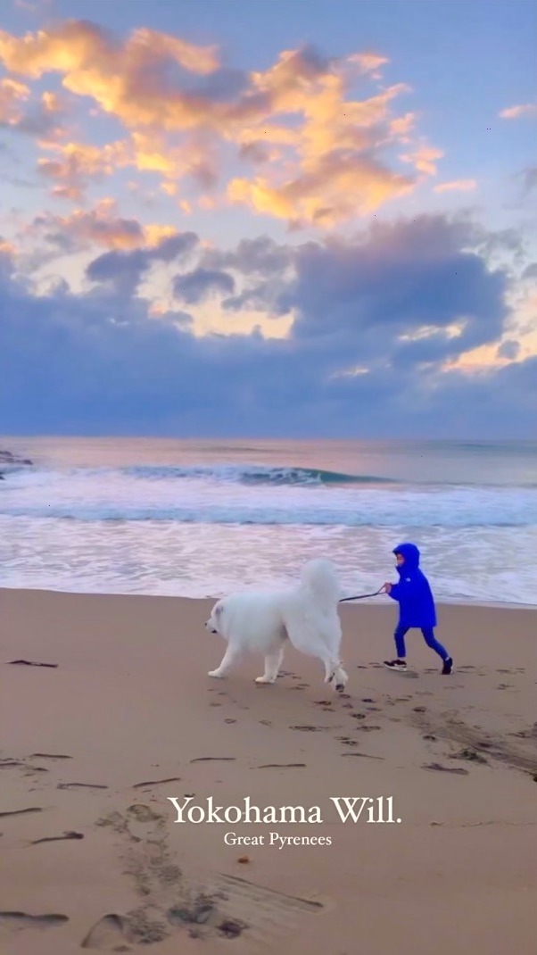 犬　海辺で走る