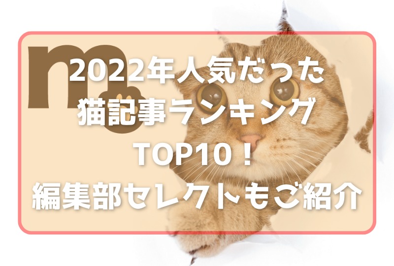 2023年バズ猫記事まとめランキングTOP10！編集部セレクトのベスト3もご紹介！