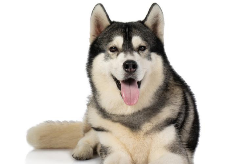 シベリアン・ハスキーってどんな犬種？性格・特徴・飼い方などを詳しくご紹介！