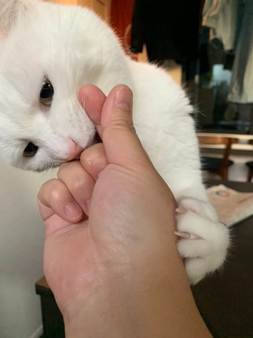 猫　指ハートを噛む