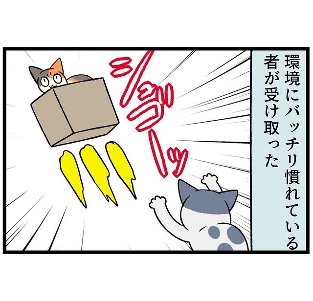 猫　箱　漫画