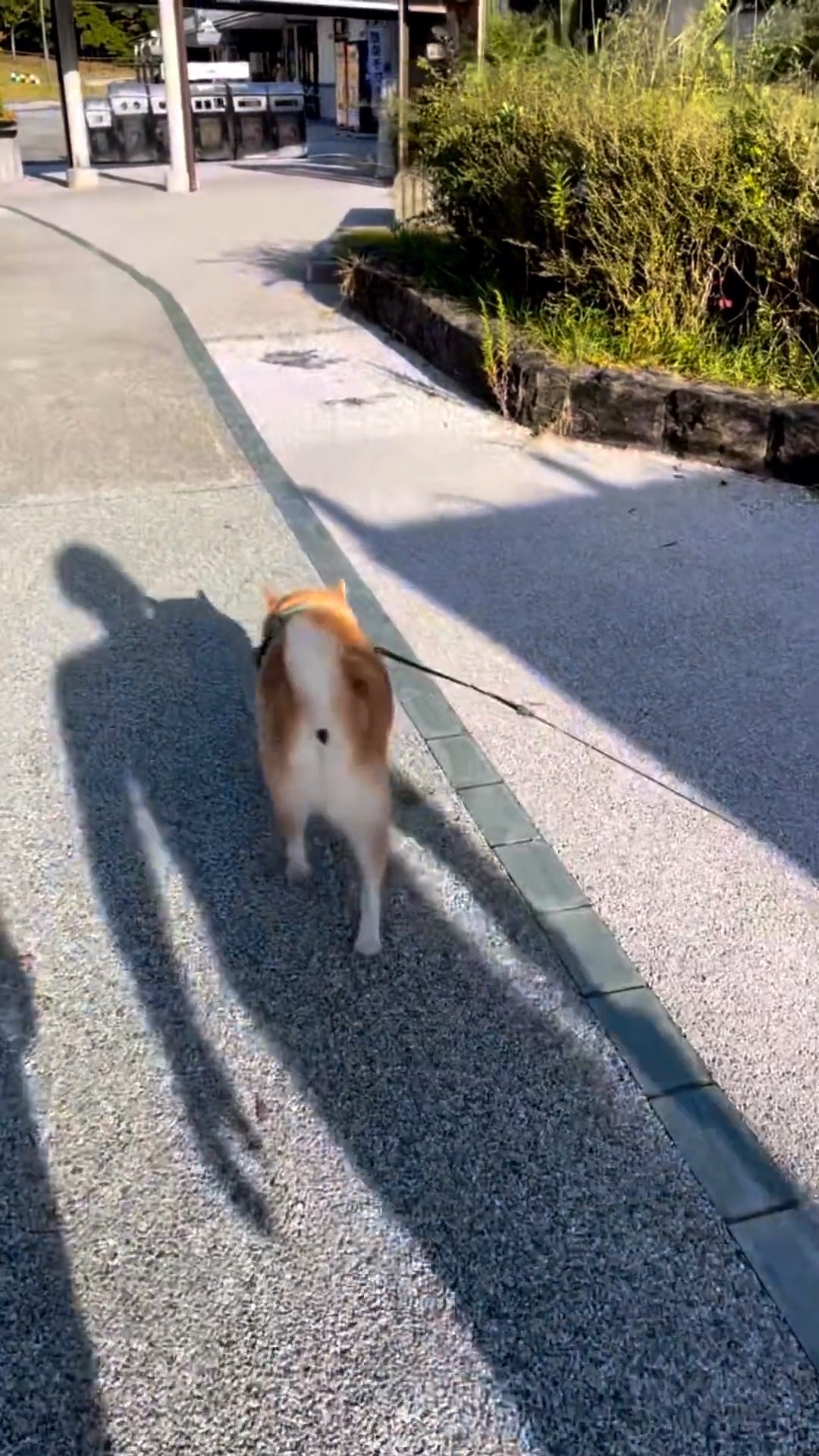 犬　散歩