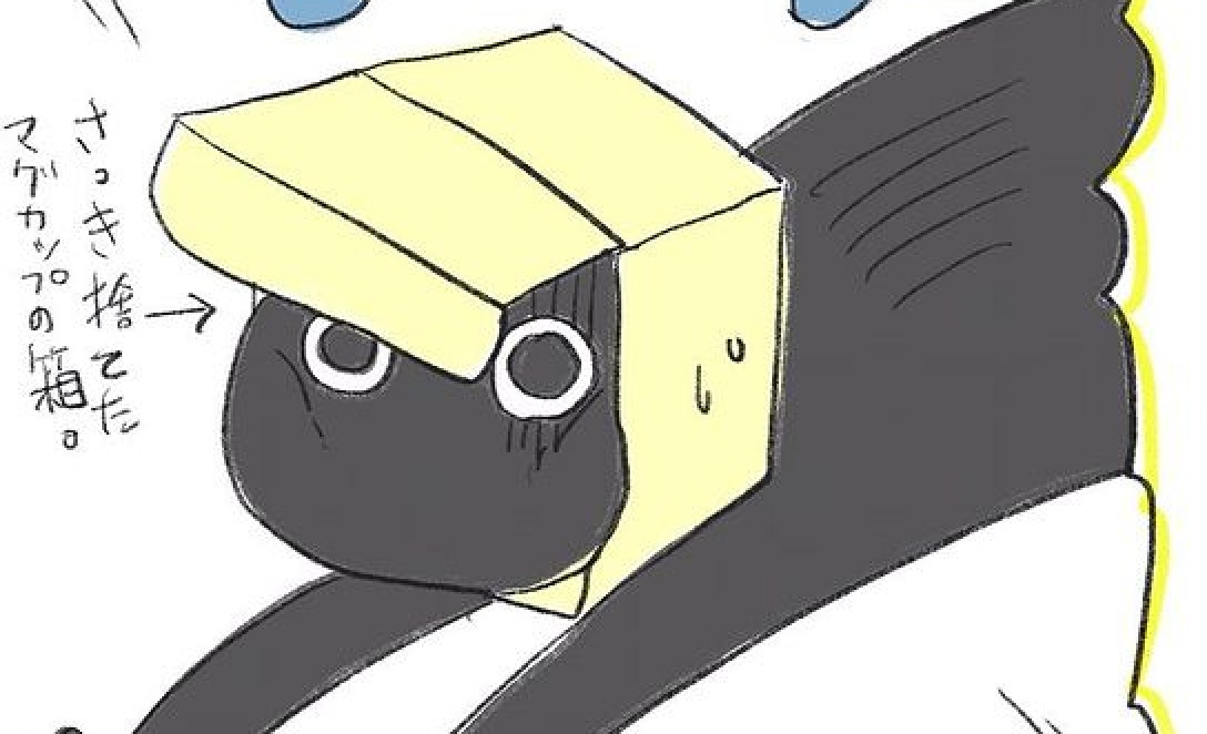 【漫画】第41話：お箱にハマってさぁ大変？！空箱に頭を突っ込むニャンコに爆笑【くろもくん】