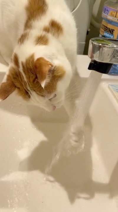 猫　水　遊ぶ