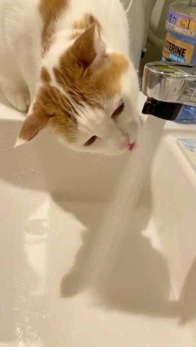 猫　流水を飲む