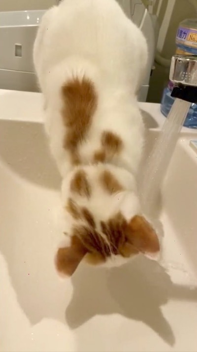 猫　流水にかぶりつく