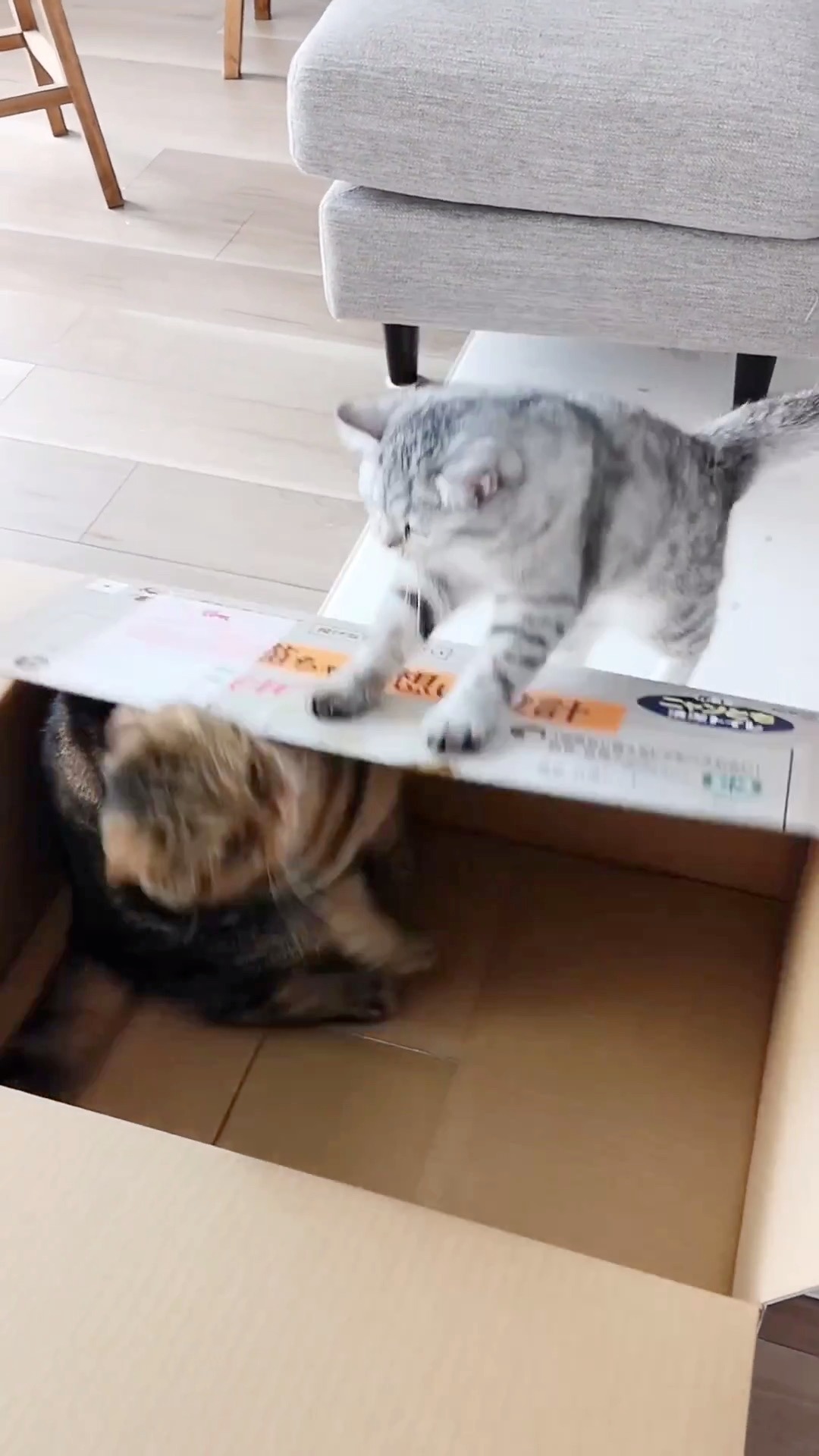 2匹の猫　遊ぶ