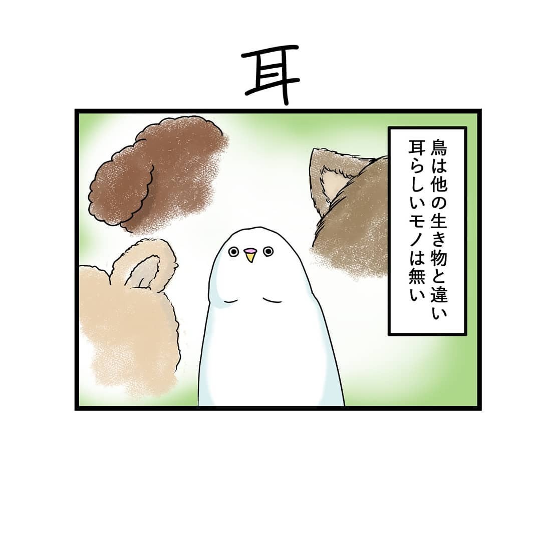 インコ　耳　漫画