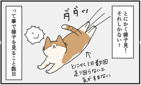 猫　走る　漫画