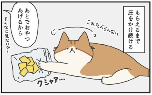 猫　圧　漫画