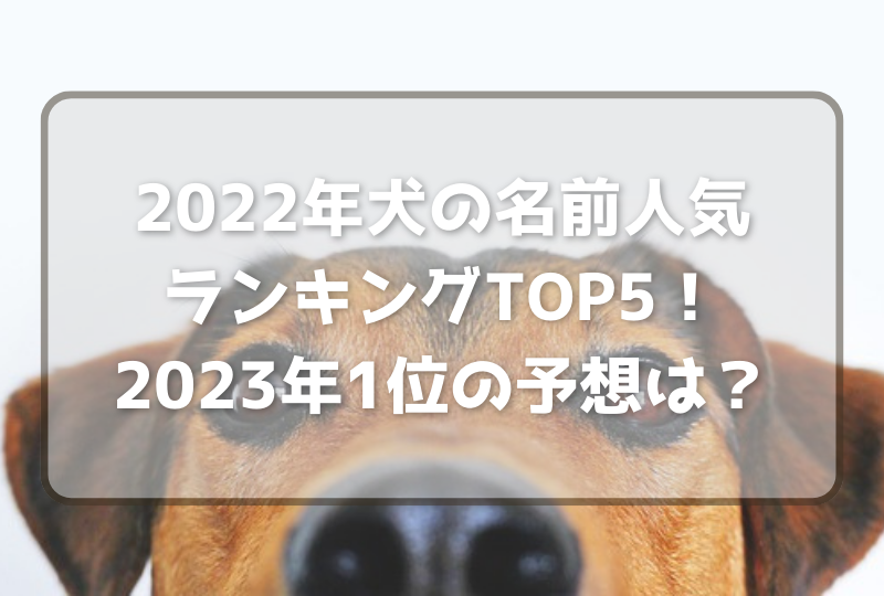 2023年犬の名前人気ランキングTOP5！2023年1位の予想はこれ！