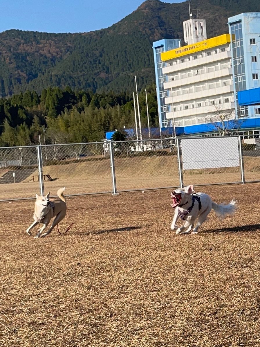 2匹の犬　遊ぶ