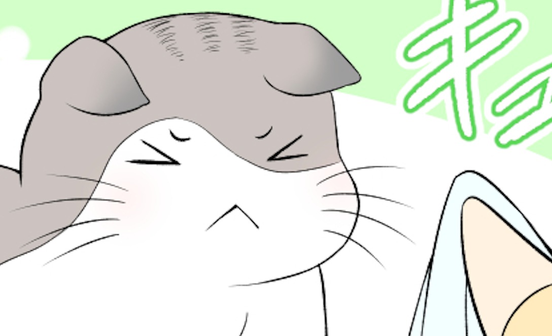 【漫画】第102話：我慢ニャ…。大人しく目ヤニを取ってもらう猫くんが可愛い♡【ぼっちゃんくん】