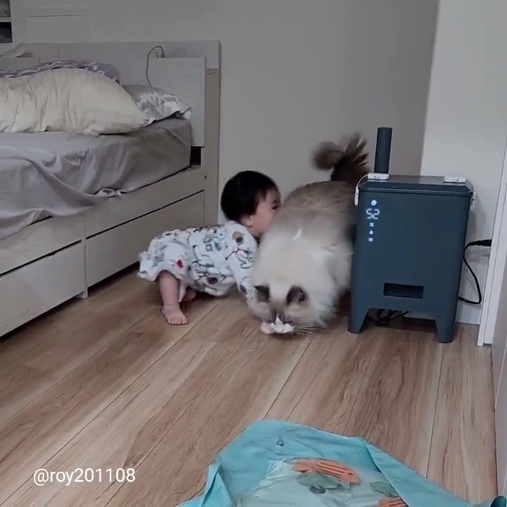 猫　赤ちゃん　遊ぶ