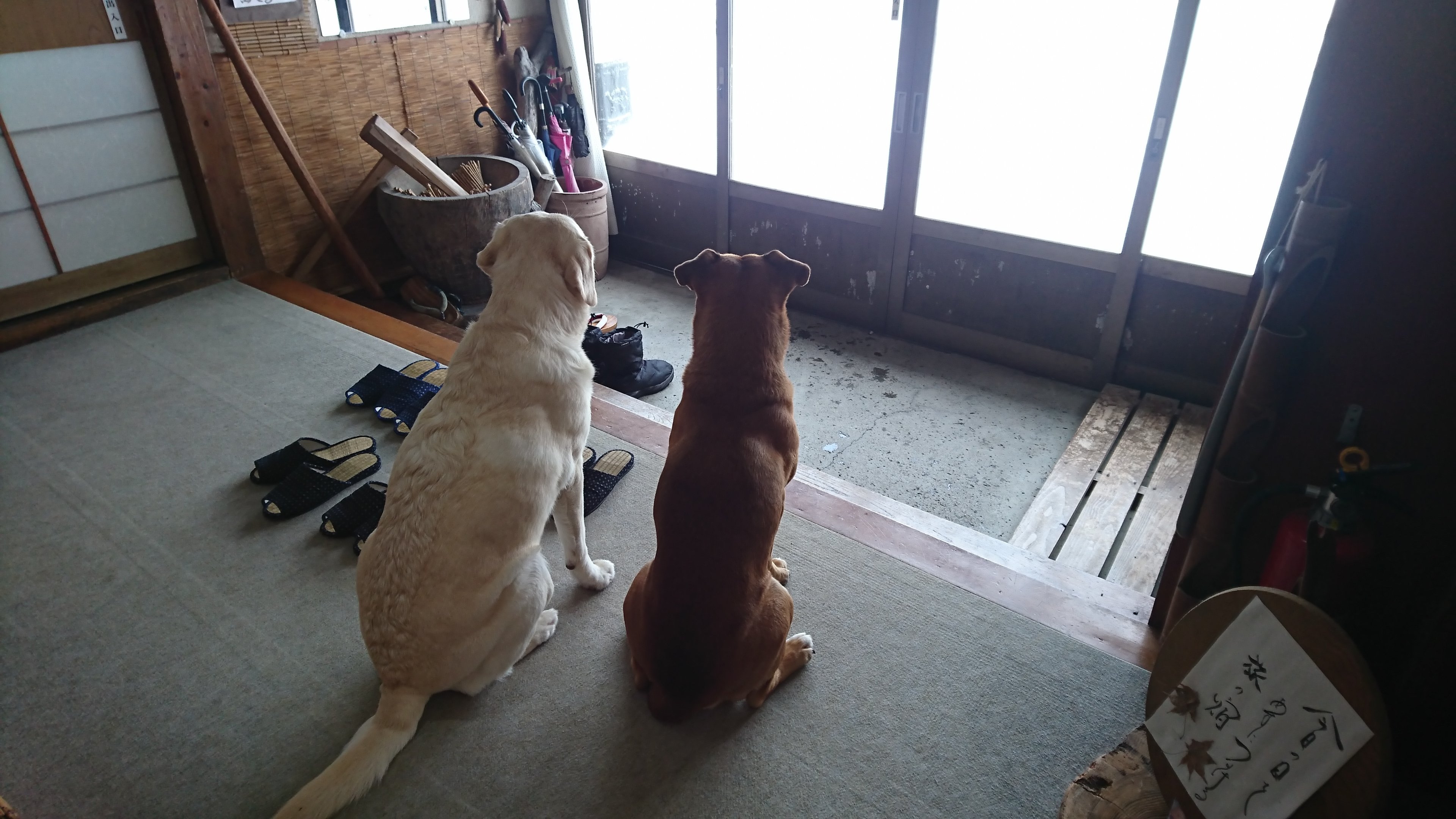 2匹の犬　待つ