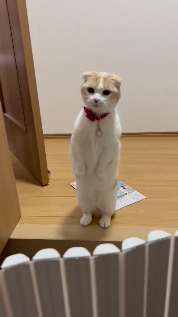 猫　立つ