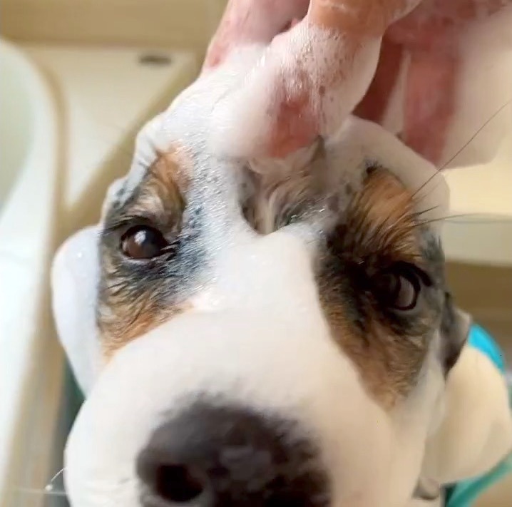 犬　顔を洗う
