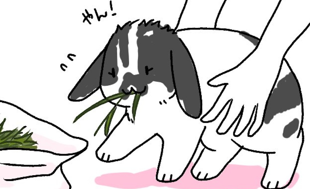 【漫画】第35話：捨てちゃうの？牧草をゴミ袋から食べようとするウサギさん【ひめちゃん】