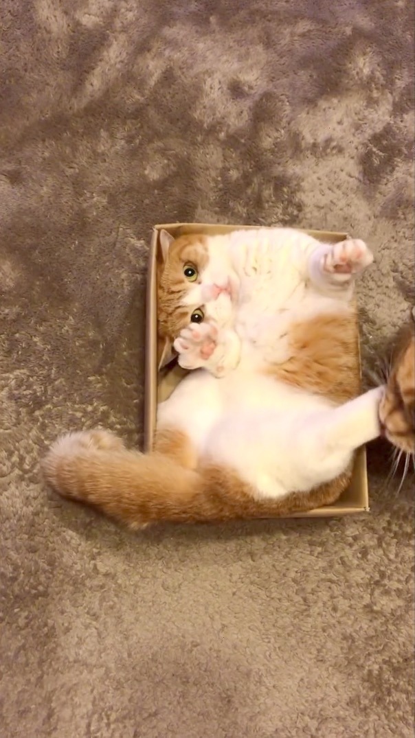 猫　箱にはまって四角形になった妹猫