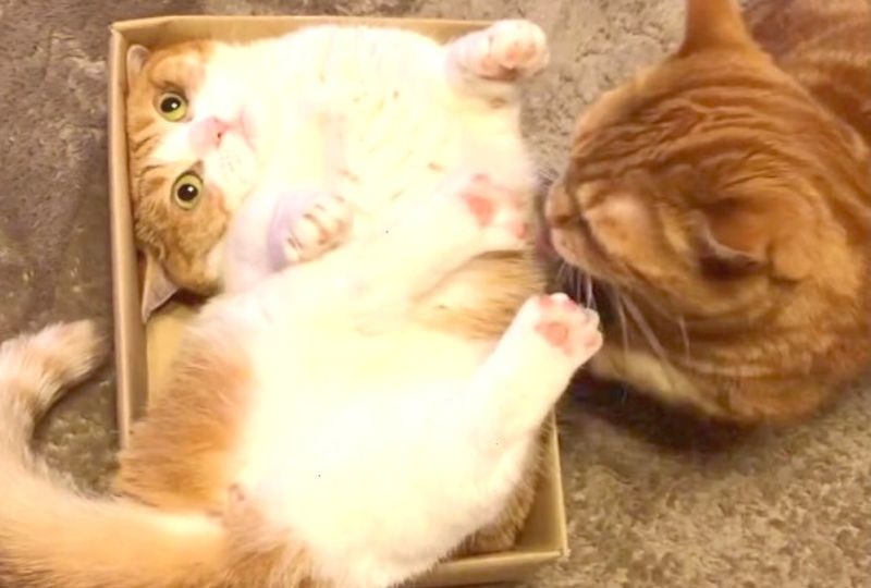 兄猫の動きを追っていたら…クルリンパ！箱にピタリとはまった妹猫がおもしろ可愛い
