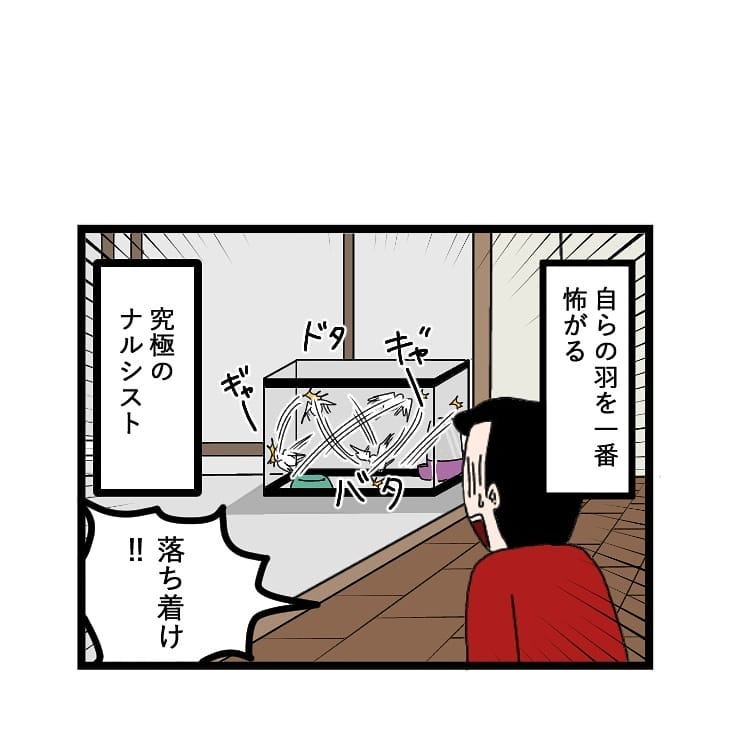 インコ　怖がる　漫画