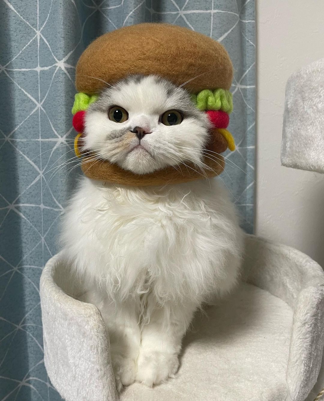 猫　誕生日にハンバーガー