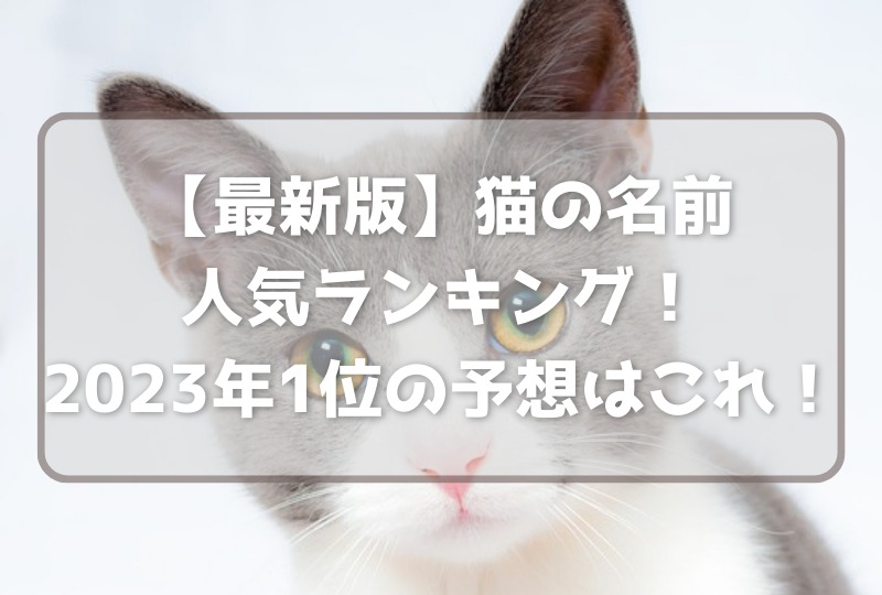 【最新版】2023年猫の名前人気ランキング！2023年1位の予想はこれ！