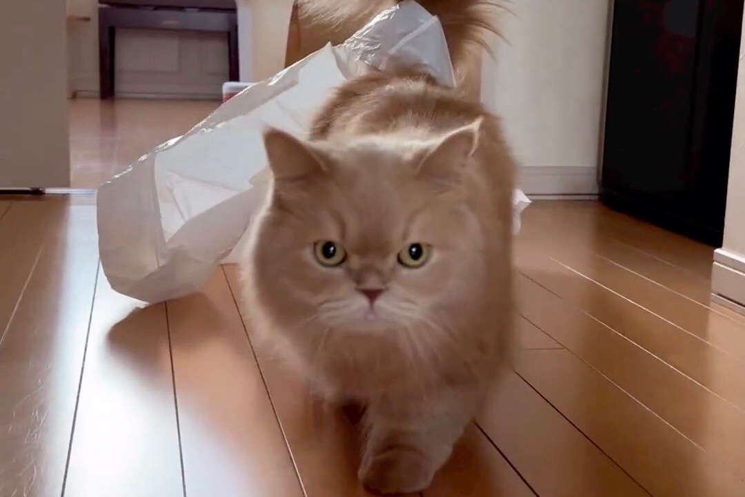 「何か付いて来るニャ…」袋が大好きな猫さんに起きた“プチハプニング”にクスッ♡