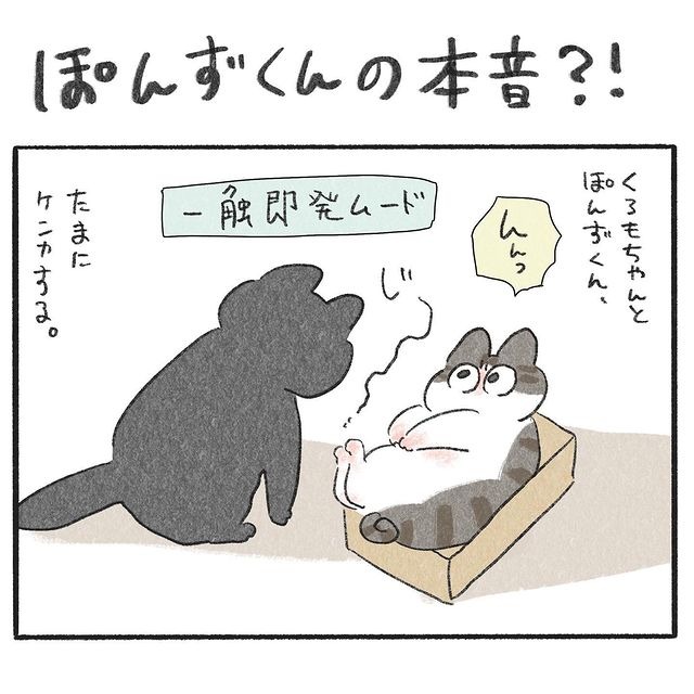 猫　一触即発　漫画