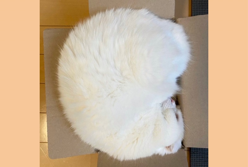 キツくないの…？どんなにはみ出しても一番小さい箱に入りたい白猫さんに爆笑必至！