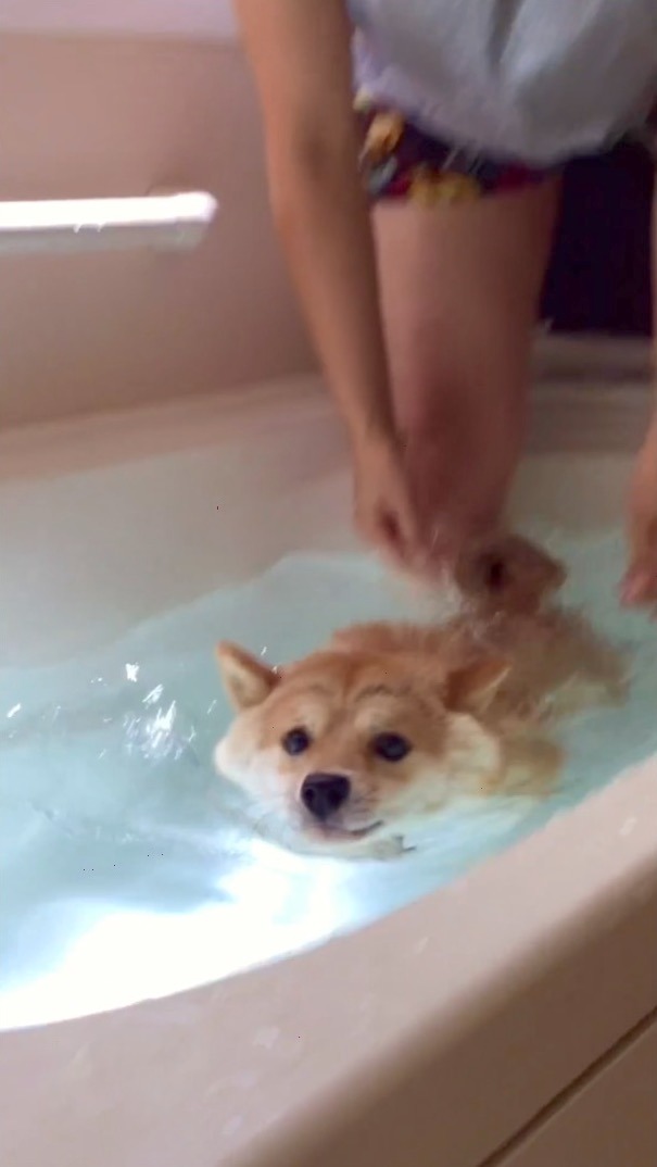 犬　お風呂で泳ぐ
