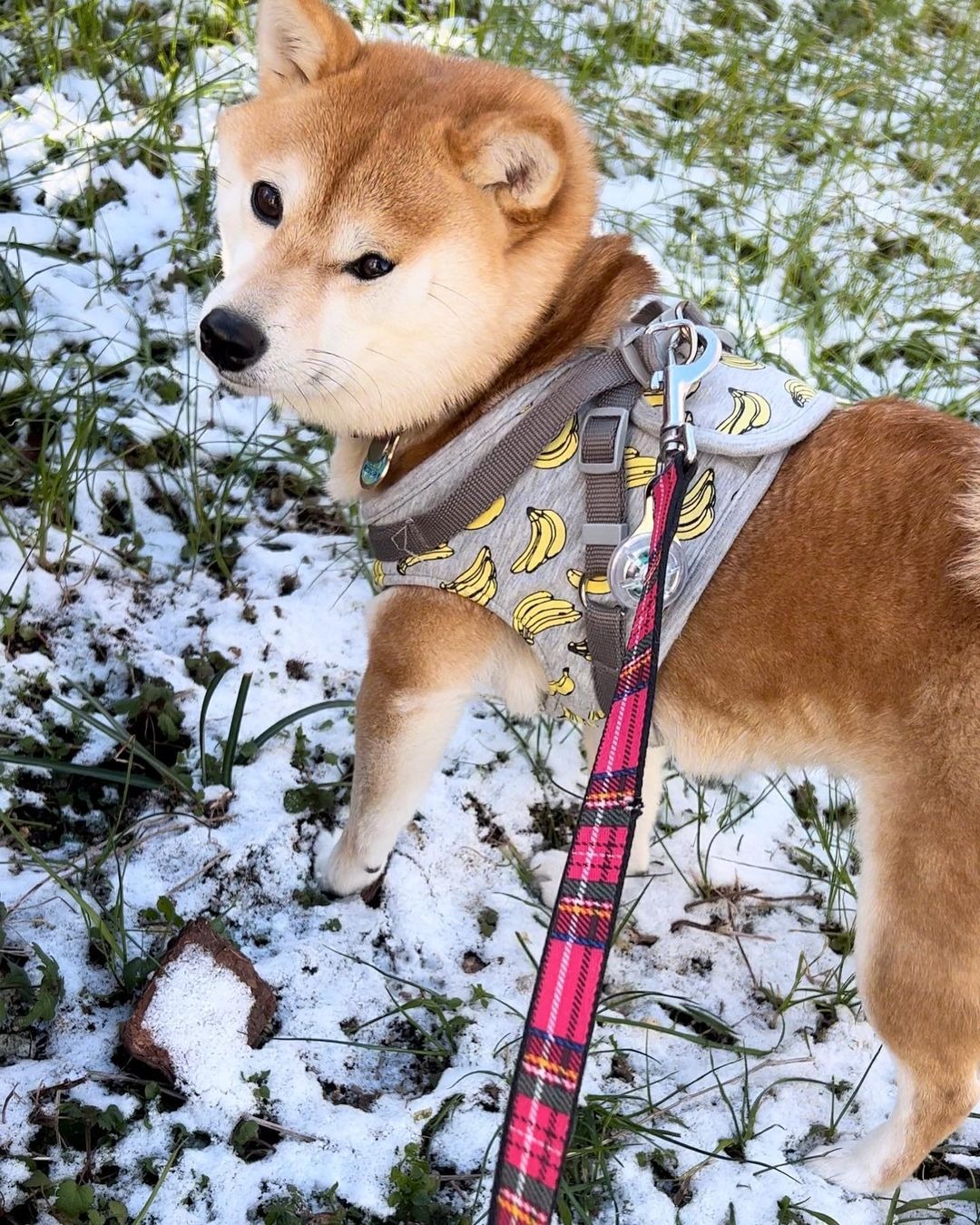犬　雪の上で不思議そうな顔