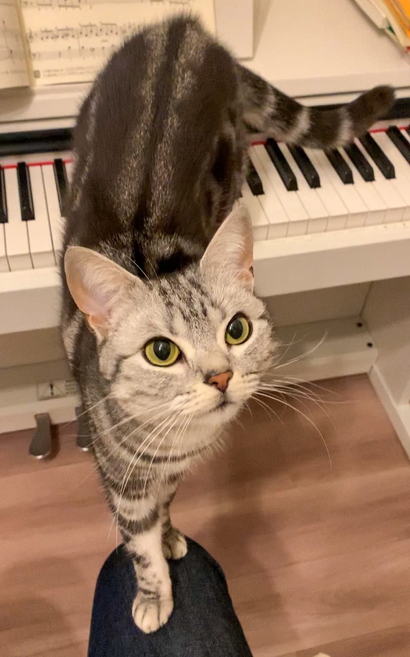猫　ピアノ
