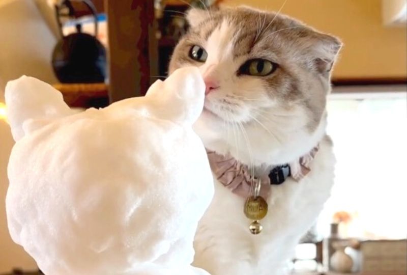 「何者だにゃ〜！？」雪で作った"猫だるま"に興味津々なニャンコがおもしろ可愛い♡