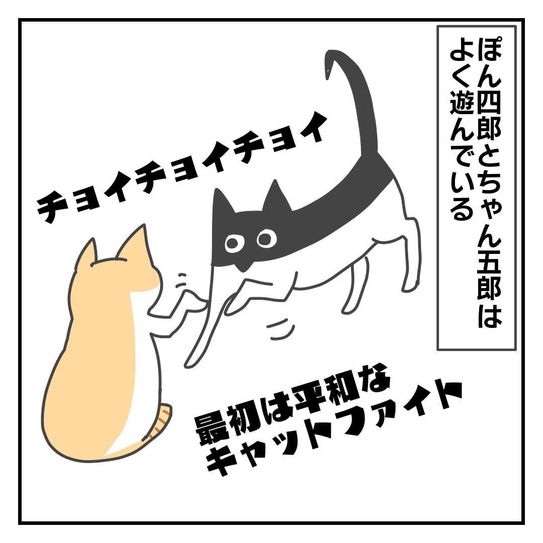 猫　ファイト　漫画