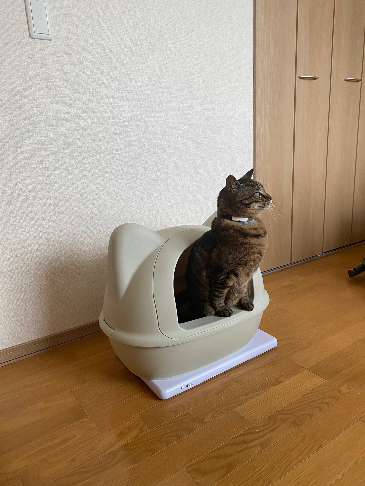 猫　トイレ