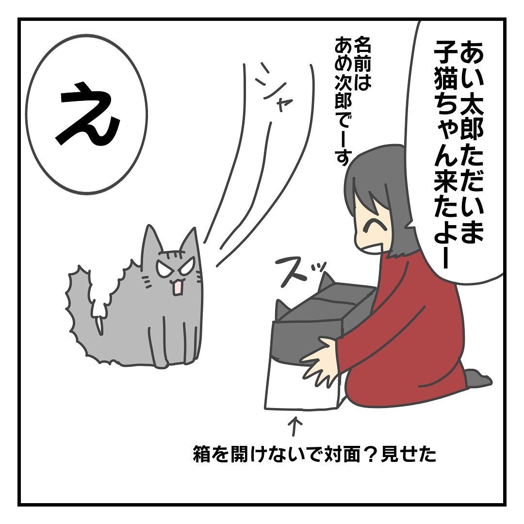 猫　紹介　漫画