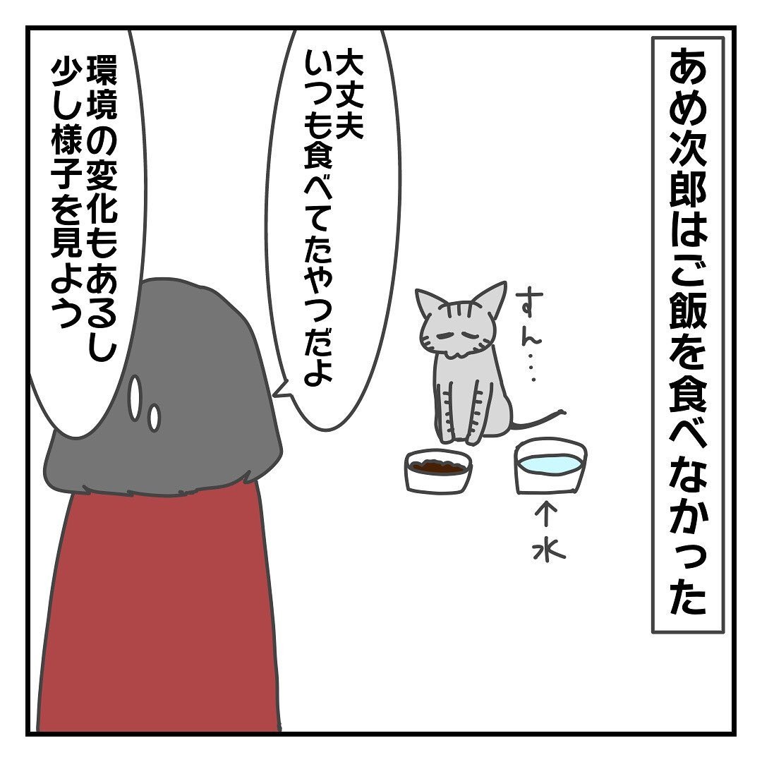 猫　食べない　漫画