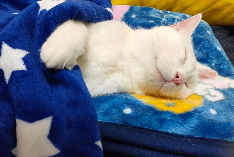 枕に頭を乗せて布団をかぶっておやすみなさい…。人間のように眠る猫くんが可愛い！