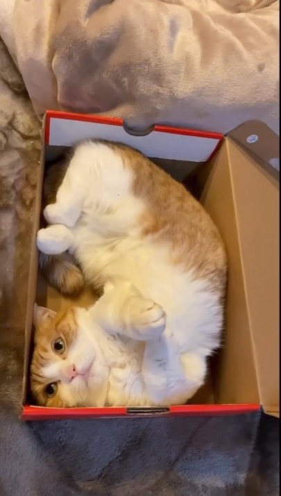 猫　箱にきれいに収まっている