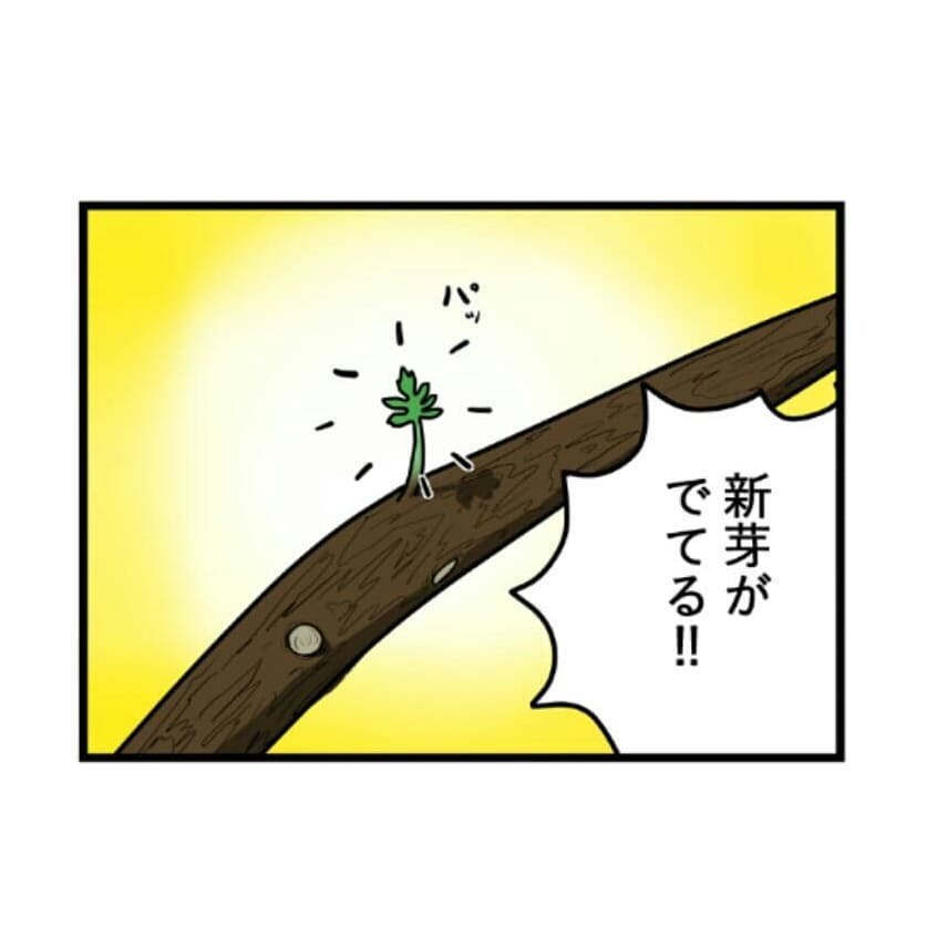 インコ　観葉植物　漫画
