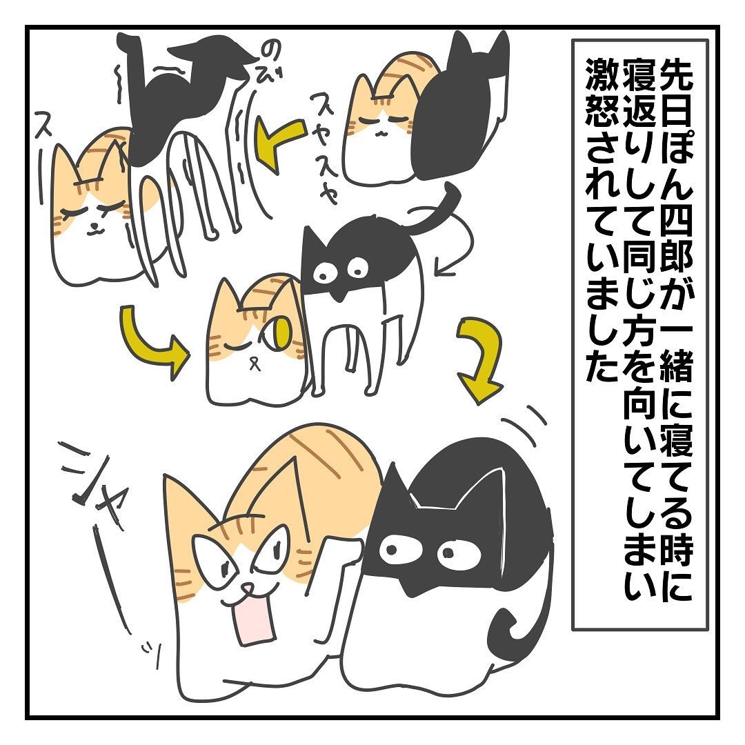 猫　向き　漫画