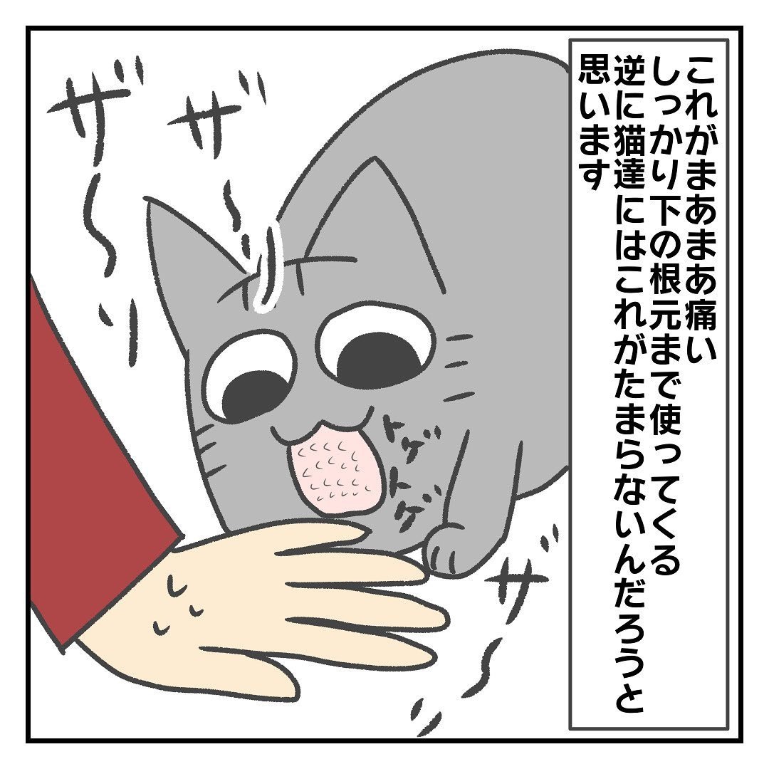 猫　舐める　漫画