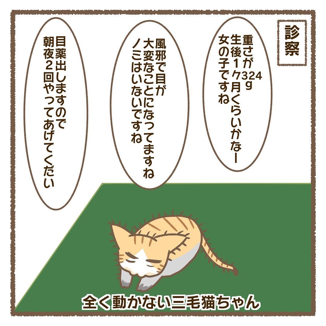 猫　診察　病院